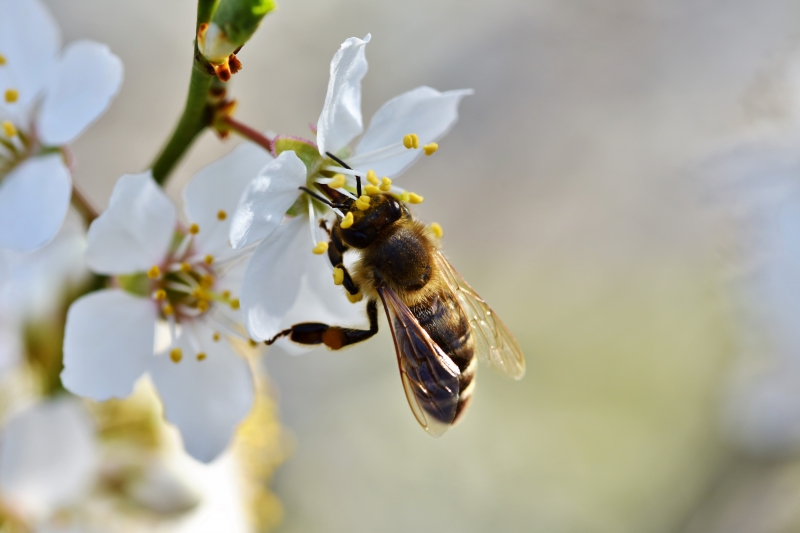 jardinerie-SANARY SUR MER-min_bee-4092986